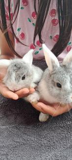 Baby konijntjes, Meerdere dieren, Dwerg, Hangoor