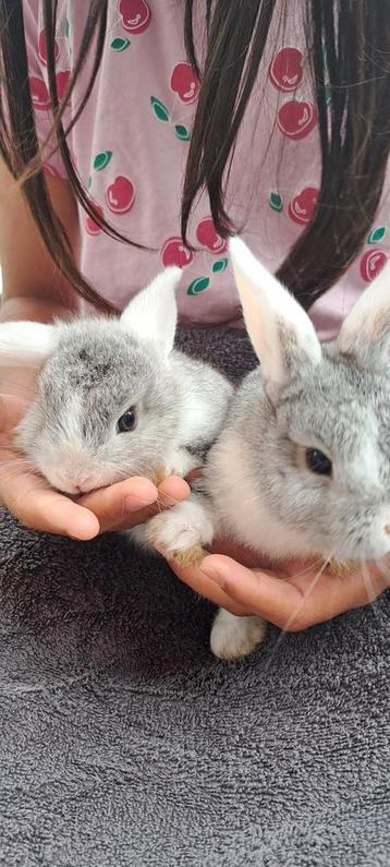 Baby konijntjes  beschikbaar voor biedingen
