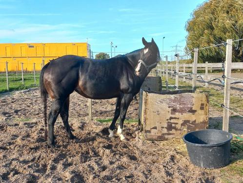 Quaterhorse, Dieren en Toebehoren, Paarden, Merrie, Onbeleerd, Minder dan 160 cm, 11 jaar of ouder, Westernpaard, Met stamboom