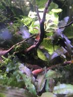 Rode garnalen, Dieren en Toebehoren, Vissen | Aquariumvissen, Kreeft, Krab of Garnaal, Zoetwatervis