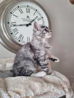 Maine Coon kitten poes met stamboom, Dieren en Toebehoren, Katten en Kittens | Raskatten | Langhaar, Poes, Gechipt