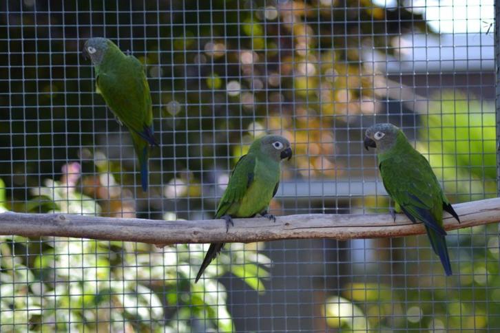 weddel aratinga, Dieren en Toebehoren, Vogels | Parkieten en Papegaaien, Parkiet, Meerdere dieren, Geringd
