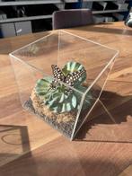 Vlinder in acryl behuizing vaste prijs, Antiek en Kunst, Ophalen