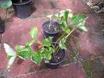 Volgend jaar aardbeien met slagroom? 40 planten 10€, Tuin en Terras, Ophalen, Volle zon, Vaste plant, Fruitplanten