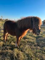 Lieve Shetlander, Merrie, A pony (tot 1.17m)
