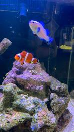 Anemoonvis koppeltje 1 snow storm zeeaquarium moet weg!, Dieren en Toebehoren, Vis