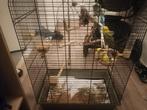 4 mannelijke grasparkieten te koop!, Dieren en Toebehoren, Vogels | Hokken en Kooien, Ophalen of Verzenden, Zo goed als nieuw
