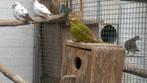 bonte diamantduifjes,senegaalduifjes, Dieren en Toebehoren, Vogels | Duiven, Meerdere dieren, Overige soorten