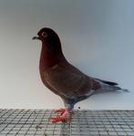 Kleurpostduif kleurpostduiven postduif kleurduif sierduif, Dieren en Toebehoren, Vogels | Duiven, Mannelijk, Postduif