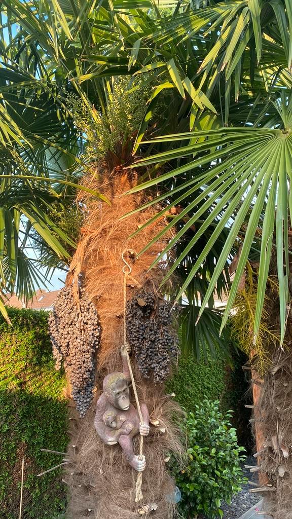 Trachycarpus fortunei vers palmboom zaad, Tuin en Terras, Planten | Bomen, Palmboom, Minder dan 100 cm, Volle zon, Zomer, Ophalen of Verzenden