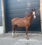 Vos Ruin 15 jaar voor recreatie, Dieren en Toebehoren, Paarden, Gechipt, Ruin, M, 170 tot 175 cm