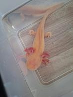 Axolotl Golden Albino (nog 5 stuks!), Dieren en Toebehoren, Reptielen en Amfibieën, Amfibie, 0 tot 2 jaar