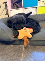 Bouvier pups met stamboom, Dieren en Toebehoren, Honden | Bulldogs, Pinschers en Molossers, CDV (hondenziekte), Overige rassen