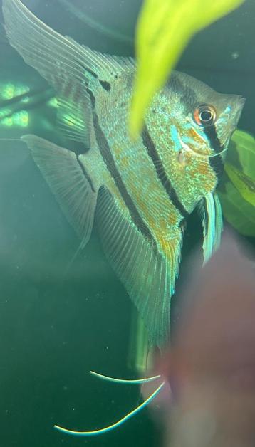 2 X Pterophyllum Scalare sp Rio Nanay beschikbaar voor biedingen