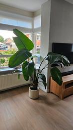 Strelitzia Nicolai - Prachtige Kamerplant, Ophalen, Overige soorten, Halfschaduw, In pot