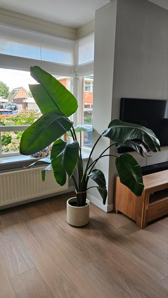 Strelitzia Nicolai - Prachtige Kamerplant, Huis en Inrichting, Kamerplanten, Overige soorten, 150 tot 200 cm, Groene kamerplant