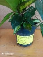 Hoya carnosa Princess potmaat 10 nummer H13a, Huis en Inrichting, Kamerplanten, Ophalen of Verzenden, Halfschaduw, Minder dan 100 cm