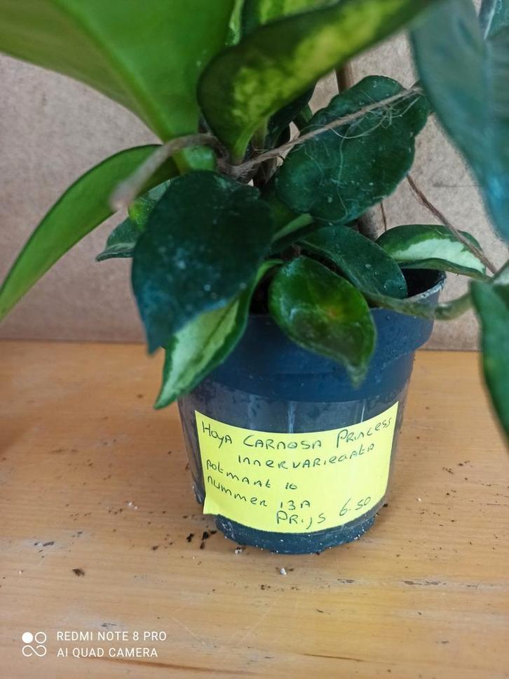 Hoya carnosa Princess potmaat 10 nummer H13a, Huis en Inrichting, Kamerplanten, Minder dan 100 cm, Halfschaduw, Ophalen of Verzenden