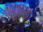 Stylophora paars, Dieren en Toebehoren, Vissen | Aquariumvissen, Overige typen