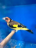 Majoor Putter Geel 0-1 2025, Vrouwelijk, Wildzangvogel, Geringd