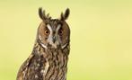 GEZOCHT OPGEZETTE RANSUIL taxidermie, Verzamelen, Dierenverzamelingen, Ophalen of Verzenden, Zo goed als nieuw, Vogel, Opgezet dier