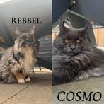 Twee volwassen maine coons, Meerdere dieren