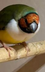 Gouldamadines, Dieren en Toebehoren, Vogels | Overige Vogels, Meerdere dieren