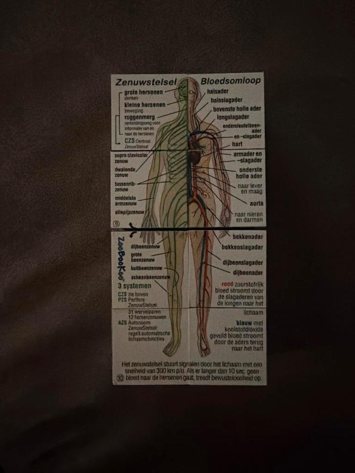 Anatomie Puzzel - Menselijk Lichaam, Boeken, Studieboeken en Cursussen, Zo goed als nieuw, Ophalen of Verzenden