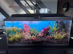 Aquarium, Dieren en Toebehoren, Vissen | Aquaria en Toebehoren, Ophalen, Zo goed als nieuw, Gevuld zoetwateraquarium
