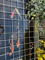 Verschillende koi karpers., Karper of Koi