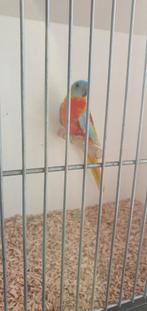 Te koop mooie turquoisine parkiet, Mannelijk, Parkiet