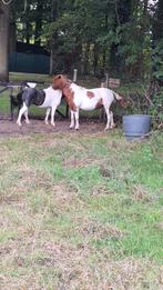 Bijrijder/verzorger gezocht, Dieren en Toebehoren