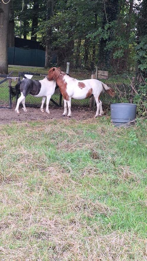 Bijrijder/verzorger gezocht, Dieren en Toebehoren, Stalling en Weidegang