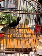 Twatwa, Mannelijk, Geringd