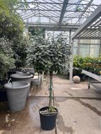 Elaeagnus Ebbingei op stam €89,95, Ophalen of Verzenden, 100 tot 250 cm, Zomer, Volle zon