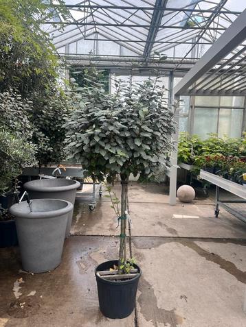 Elaeagnus Ebbingei op stam €89,95 beschikbaar voor biedingen