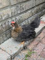 3 chabo haantjes geboren 29-4, Dieren en Toebehoren, Pluimvee, Mannelijk, Kip