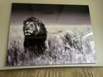 Glazen schilderij Leeuw in Afrikaanse natuur (160 x 120 cm), Ophalen, 125 cm of meer, Zo goed als nieuw, Schilderij
