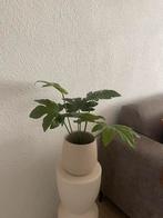 Kunstplant met pot kwantum, Ophalen, Halfschaduw, Minder dan 100 cm