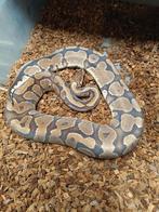 Python Regius kweekvrouw Fire Yb nk 18, Slang