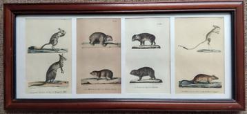 Buffon; Histoire Naturelle & Cuvier; Animal Kingdom mammalia beschikbaar voor biedingen