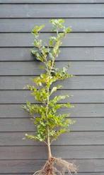 Groene beukenhaag, Tuin en Terras, Planten | Tuinplanten, Ophalen of Verzenden, Volle zon