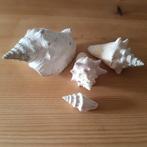 4 mooie schelpjes, Verzamelen, Ophalen of Verzenden, Zo goed als nieuw, Paard, Opgezet dier