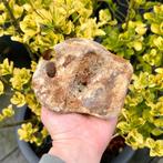 Astralagus Mammoet Noordzee 3, Verzamelen, Ophalen of Verzenden, Fossiel