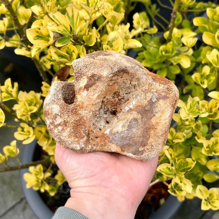 Astralagus Mammoet Noordzee 3, Verzamelen, Mineralen en Fossielen, Fossiel, Ophalen of Verzenden