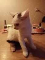 Kittens te koop, Dieren en Toebehoren, Katten en Kittens | Overige Katten, Poes