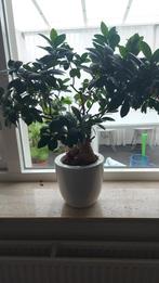 Ginseng Ficus (2x), Huis en Inrichting, Kamerplanten, Ophalen, Ficus, Halfschaduw, In pot