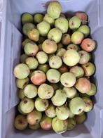 Brede rode stoofperen €0,50 per kilo onbespoten, Ophalen