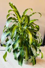 Dracaena Hawaiian plant - (120cm size), Ophalen, Overige soorten