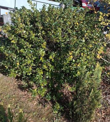 Grote Hulst - Gratis Af te Halen beschikbaar voor biedingen